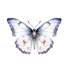 White butterfly isolated on white background