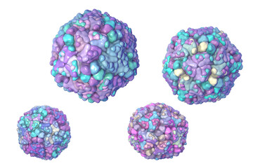 Echo viruses, 3D illustration