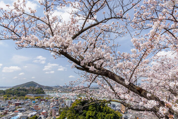 成田山から桜と犬山市街と犬山城