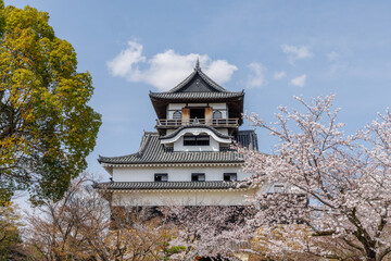 犬山城内庭園から桜と犬山城天守閣