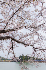 岐阜県各務原市から木曽川越しの桜と犬山城天守閣