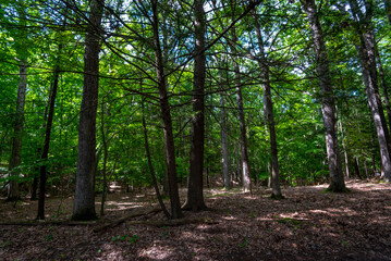 Letchworth State Park: Lower Falls Area