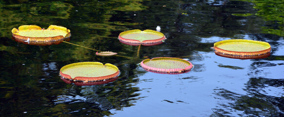 Victoria amazonica is a species of flowering plant, the largest of the Nymphaeaceae family of water lilies. It is the National flower of Guyana.