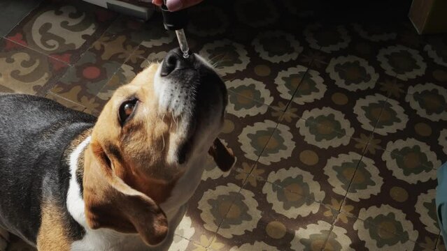 Dog eating vitamins cbd supplement, woman hands, pets food supply, delivery for beagle pet. 