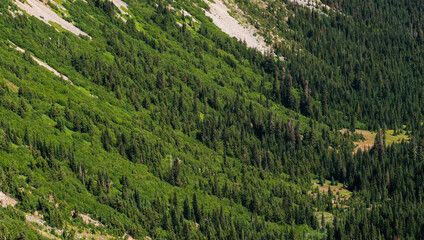 steep alpine forest terrain cascade mountains with leading lines of trees to valley floor © heidi
