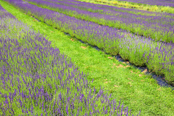 Lavandula is a genus of 47 known species of flowering plants in the mint family, Lamiaceae. It is native to the Old World 