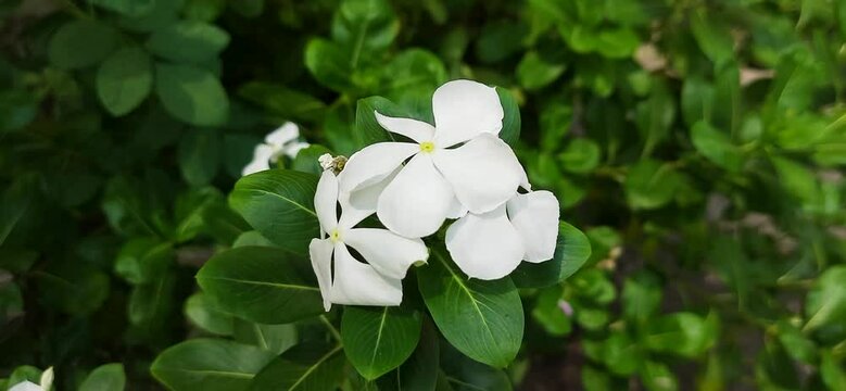 White Vinca or Periwinkle Flower or Sada Bahar or Nayantora Plantae in 2K 