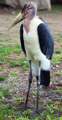 The Marabou Stork, Leptoptilos crumeniferus, is a large wading bird in the stork family Ciconiidae. It breeds in Africa south of the Sahara.