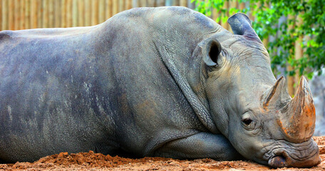 The white rhinoceros or square-lipped rhinoceros is the largest extant species of rhinoceros.  It...