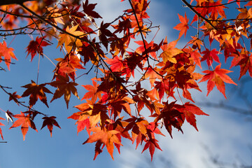 秋の紅葉