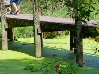Large Crocodilian Reptile - American Alligators