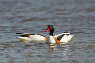 Pair of wild shelducks (Tadorna tadorna) feeding in the Curonian Lagoon of the Baltic Sea