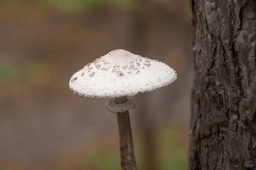 porcini. death cap. white fly agaric. big mushroom in the forest. poisonous mushrooms.