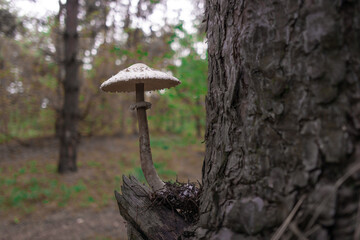 porcini. death cap. white fly agaric. big mushroom in the forest. poisonous mushrooms.