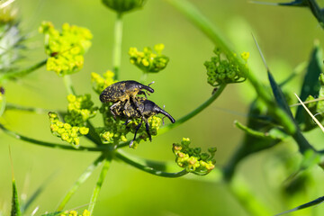 Weevil mating in the wild. Two beetles on a green background.