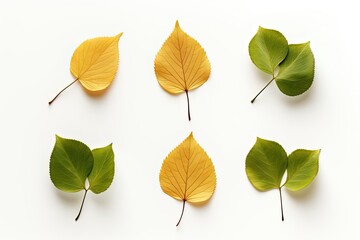 Set Leaves Isolated on White
