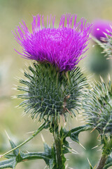 Cirsium vulgare has a single flower that blooms in summer