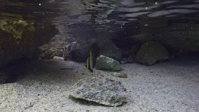 Baby Bat fish swims among rocks in shallow water, slow motion. Juvenile Batfish (Platax orbicularis) floats in surf zone over seabed hiding on reef rocks background