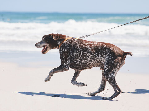 Beach, walking and dog on leash by ocean for freedom, adventure and fresh air in nature. Happy pet, healthy animal and excited canine pointer by sea for exercise, wellness and energy in summer