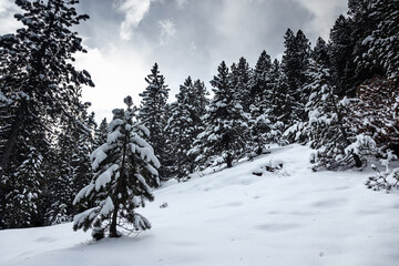 Bosque recién nevado en las montañas del Pirineo catalán, España