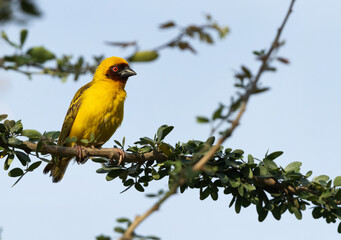 Ruppells weaver bird on tree branch, Bahrain