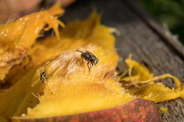 Moscas en la naturaleza comiendo 