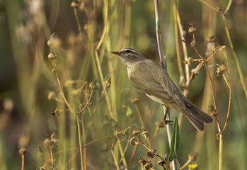 Common Chiffchaff at Buri farm, Bahrain