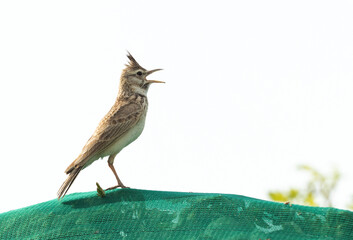 Crested Lark calling at Buri farm, Bahrain