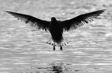 Backlit image of Sender-billed seagull fishing at Tubli bay, Bahrain