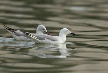 A pair of Sender-billed seagull swimming at Tubli bay, Bahrain