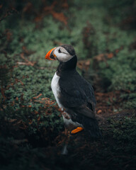 atlantic puffin or common puffin