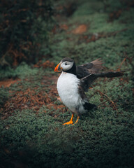 Puffin taking flight 
