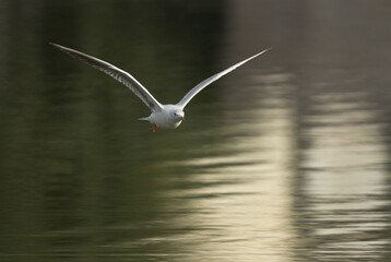 Sender-billed seagull flying at Tubli bay, Bahrain