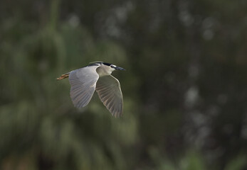 Obraz premium Black-crowned Night heron flying at Tubli bay, Bahrain