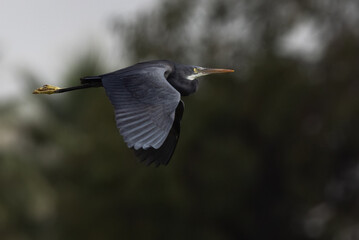 Western reef heron in flight at Tubli bay, Bahrain