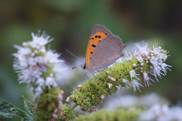Papillon Cuivré commun sur pied de menthe