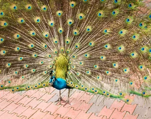 Fotobehang Magnificent peacock showcasing vibrant plumage, fanned out tail, and spread wings in flight © Dan Van Pelt