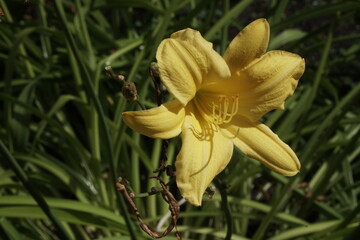 One yellow bright lily flower on the green background