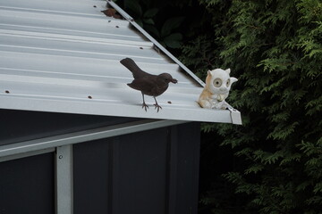 Female blackbird on a metal roof next to a toy cat