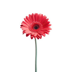 Solitary red gerbera bloom against transparent background