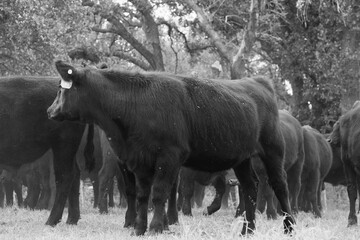 Black angus cattle shows young steers on ranch close up in black and white.