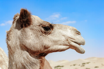Close-up Side View of a Camel Head against a Blue Background, Domesticated Animal in the Desert.