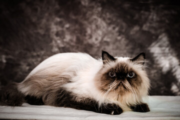 bengal cat on dark furry background