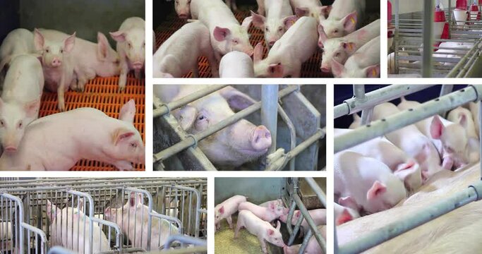 Pigs in the farm - split screen. Group of piglets and pigs feeding in pork farm. Livestock breeding, swine in the stall, multiscreen
