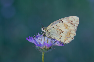 large butterfly on scabies, Syrian Marbled White, Melanargia syriaca