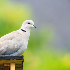 Dove perching on a bird feeder