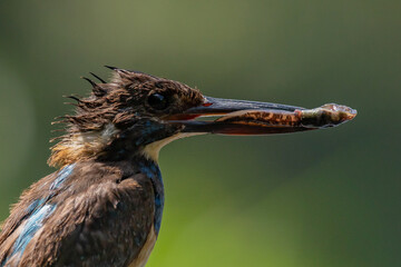 A female Javan Blue-banded Kingfisher Alcedo euryzona carrying fish in its beak for the nestling, natural bokeh background 