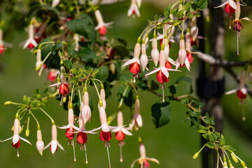 red and white flowers