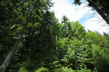 Fototapeta premium Beautiful green forest on summer day