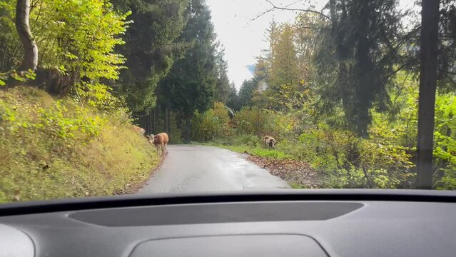 POV of car driving on forest road with cows on sides. Caution with animals, potential accident concepts